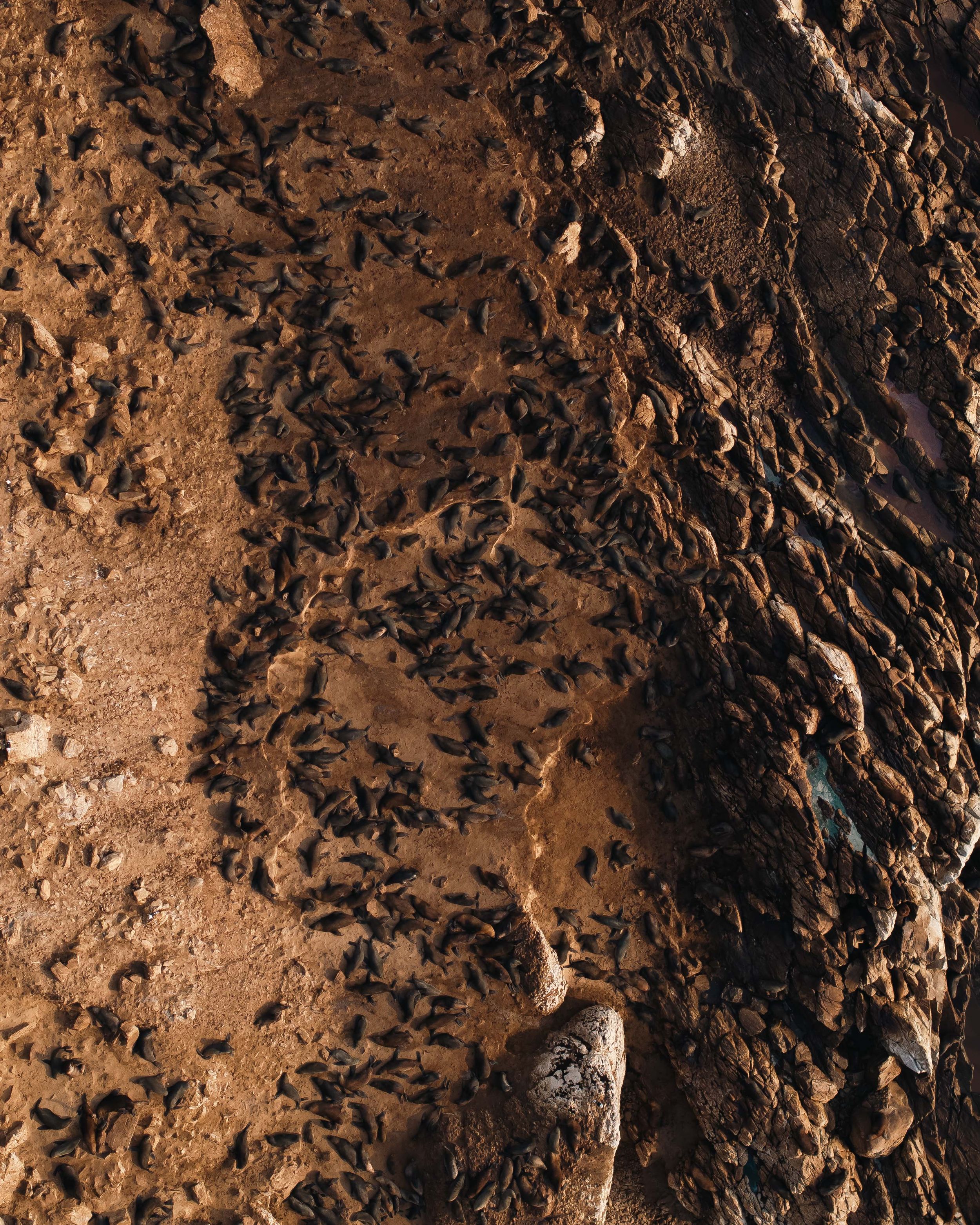 Textured brown rocky surface with deep crevices and shadows.