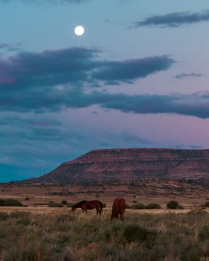 Wild horses grazing in desert landscape under full moon and purple twilight sky.