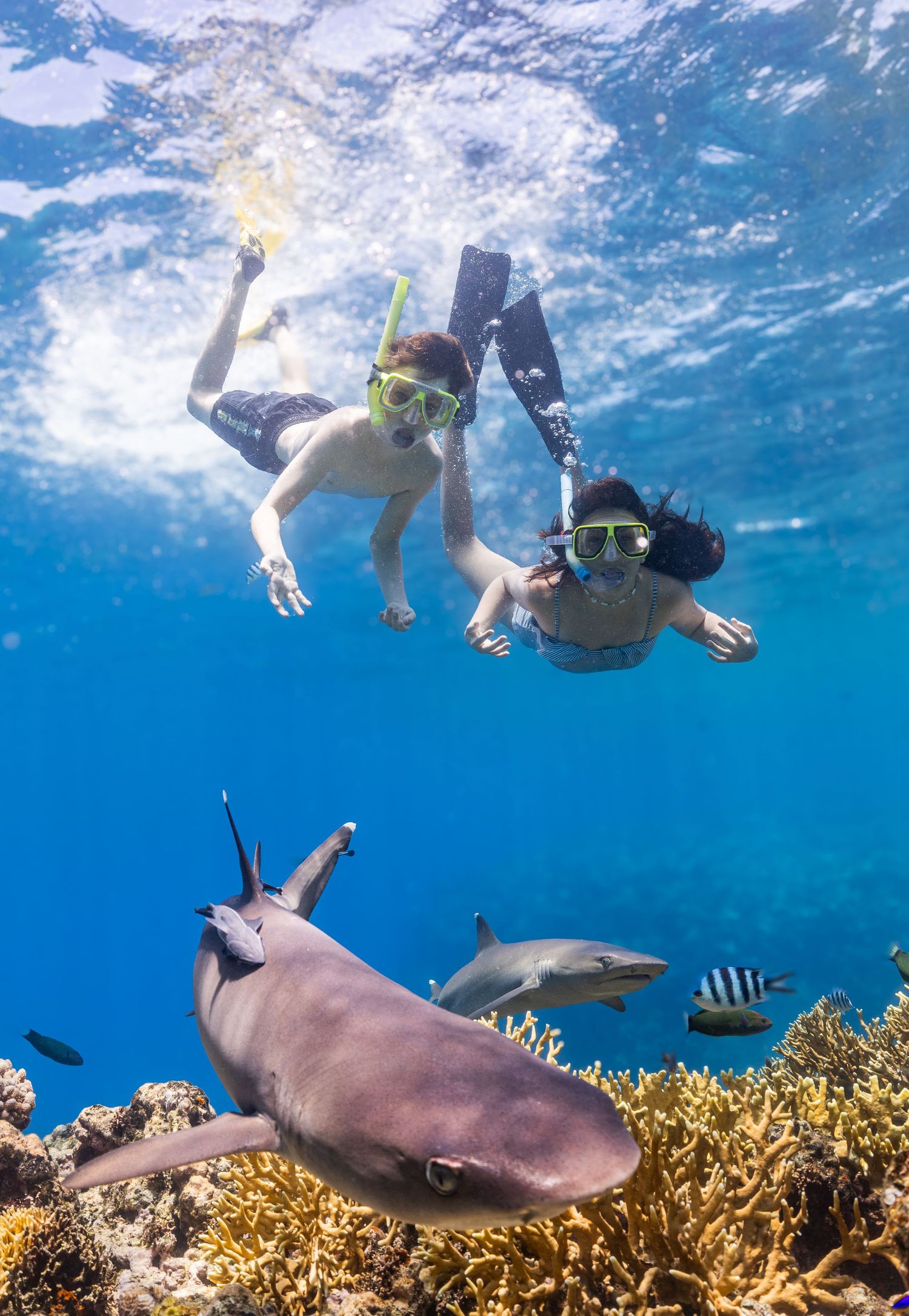 Snorkelers observe a reef shark resting on coral reef in crystal clear blue waters.