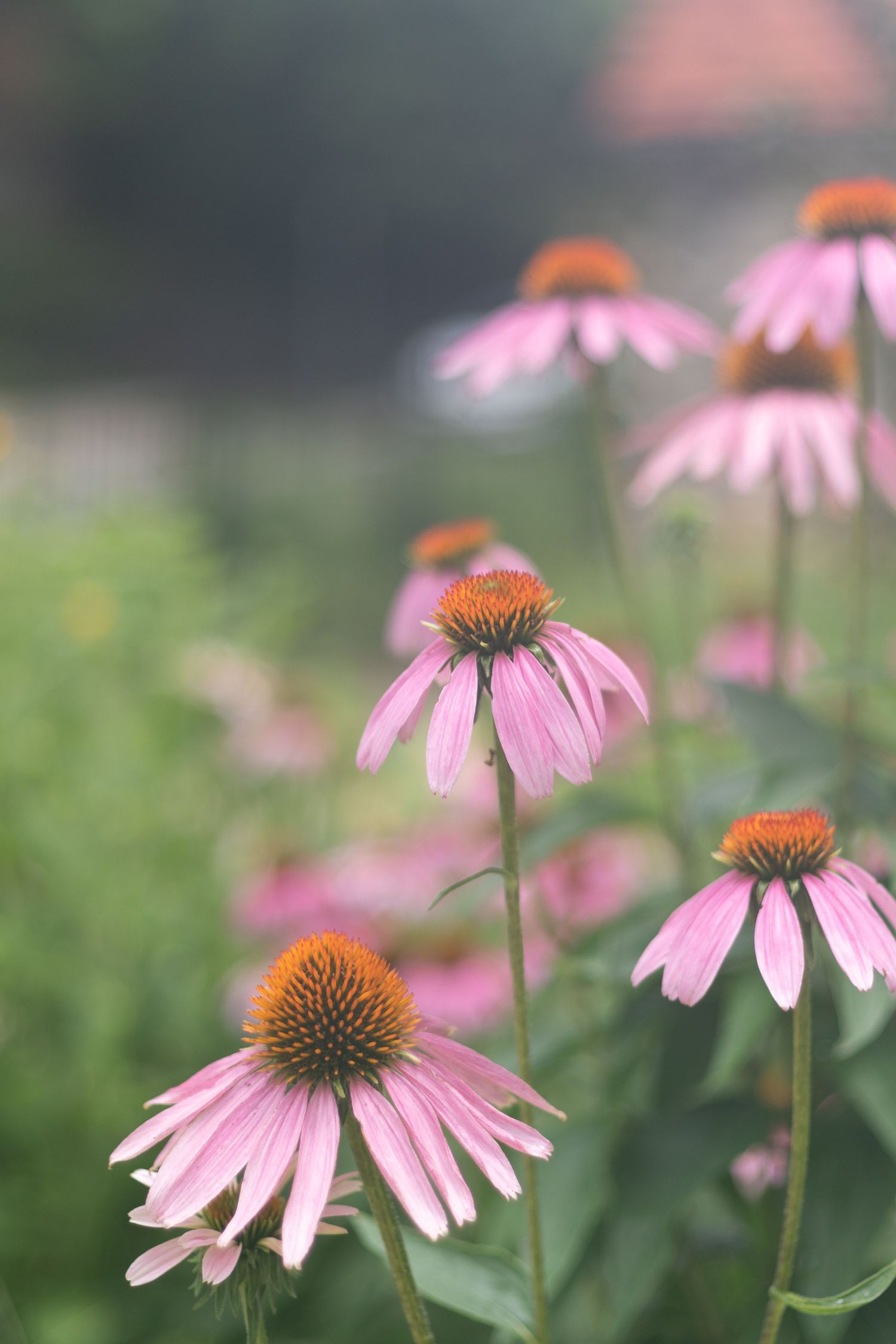 Pink coneflowers in bloom with soft focus background creating dreamy garden scene.
