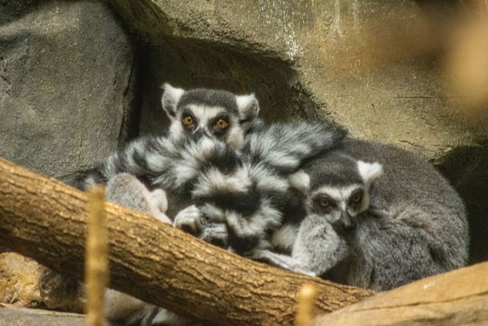 A group of ring-tailed lemurs huddle together sleeping on a tree branch.
