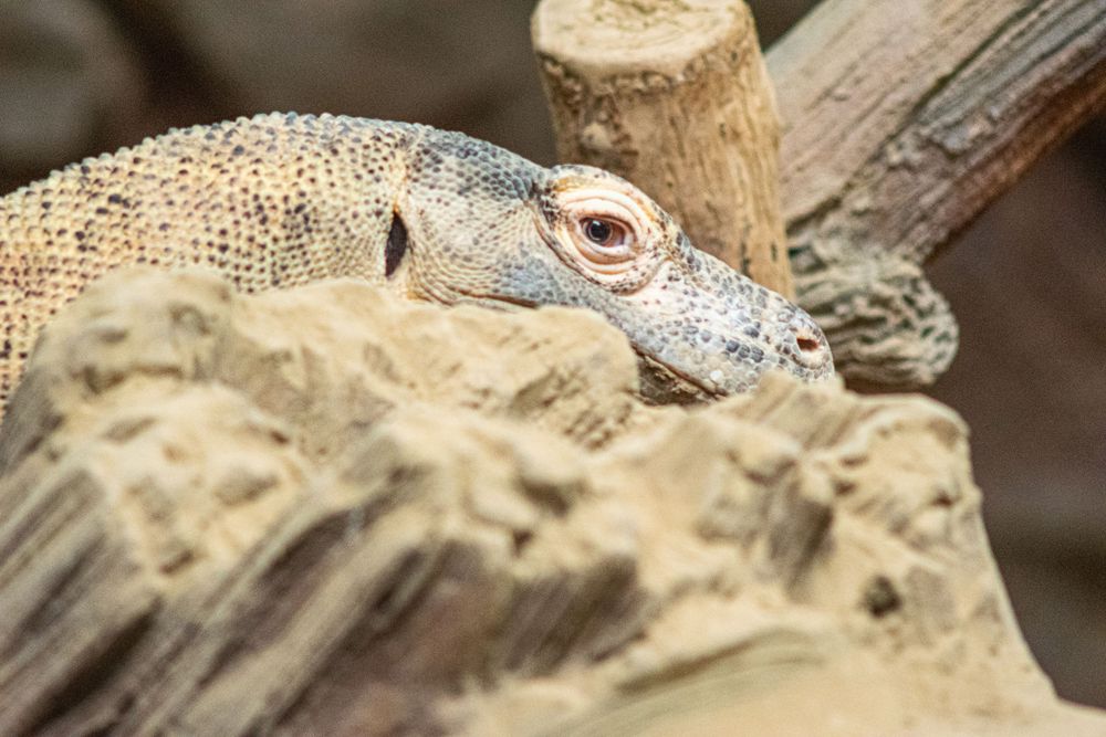 Close-up of a monitor lizard's scaly head and eye against a rocky background.
