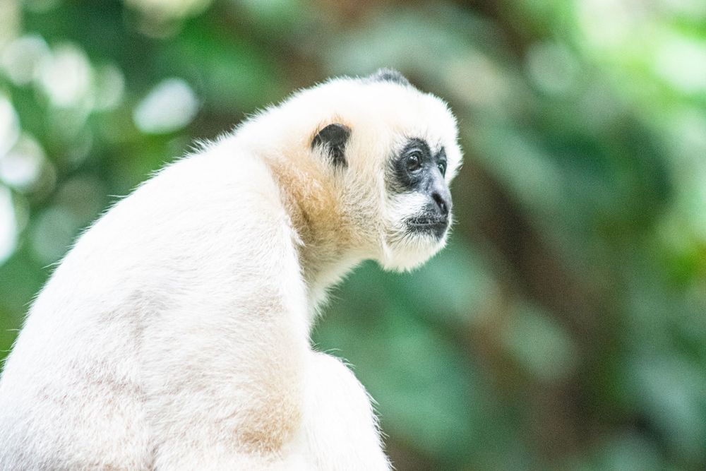 A white gibbon looks off into the distance in a natural setting.