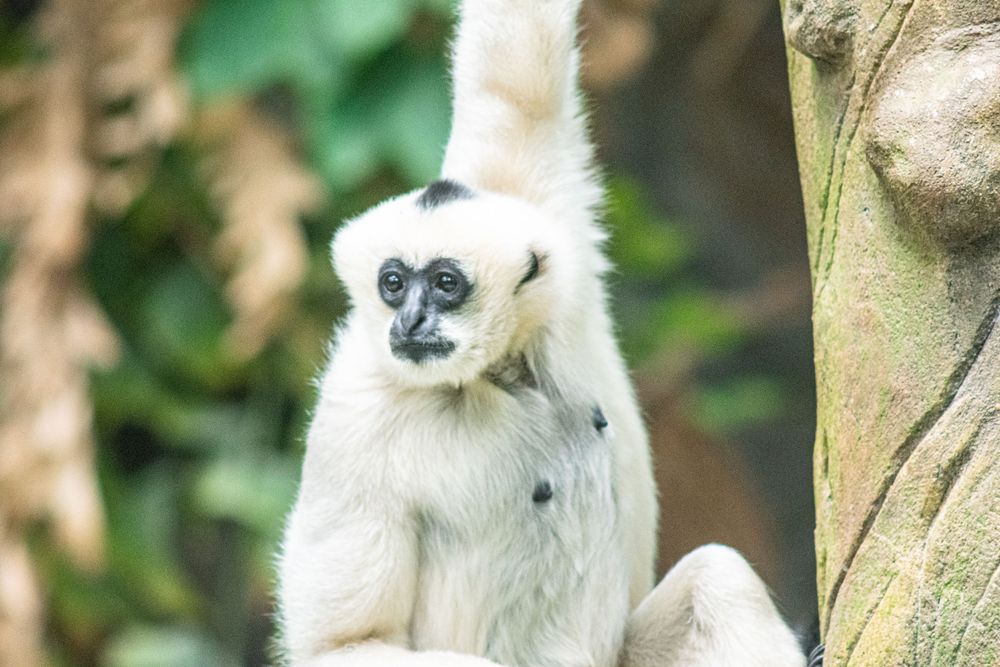 A white-furred gibbon sits attentively in its natural habitat.