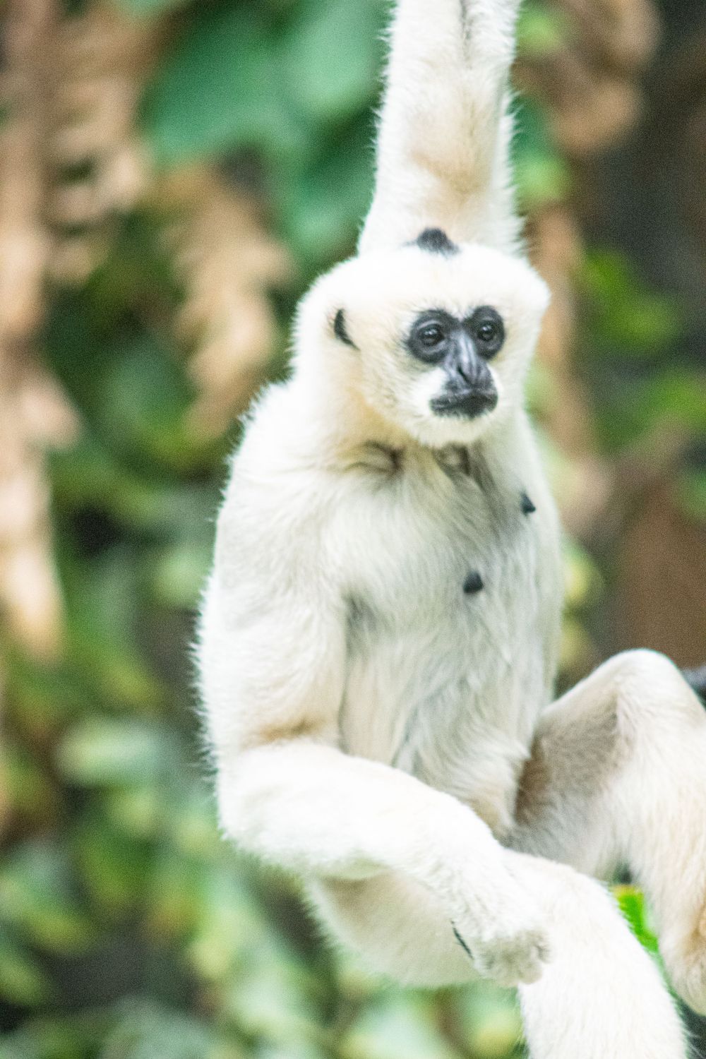A white gibbon with black facial features perches gracefully on a branch.