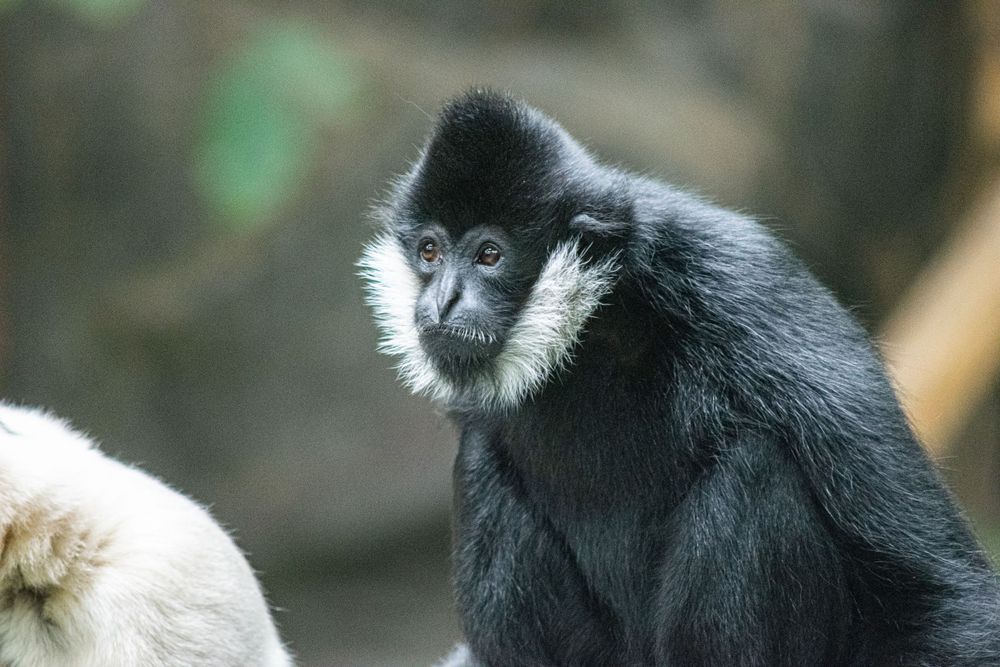 A black gibbon with distinctive white fur trim sits in a natural environment.