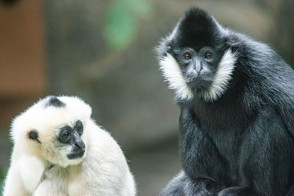 A white and black gibbon sit together in their enclosure.