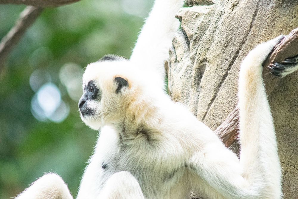A white-furred gibbon perches on a textured tree trunk.