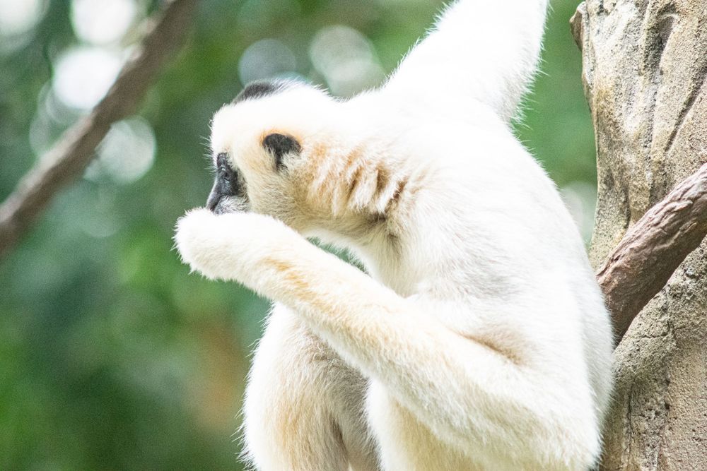 A light-colored gibbon grooms itself while sitting in a tree.