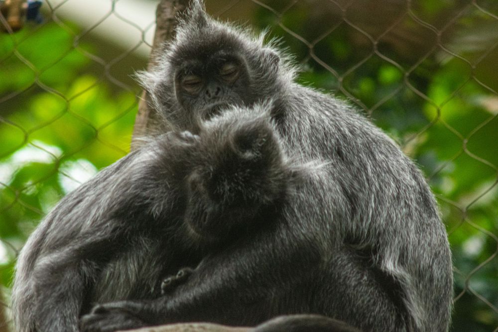 Close-up of a silver-backed monkey with dark fur sitting behind wire mesh in a zoo enclosure.