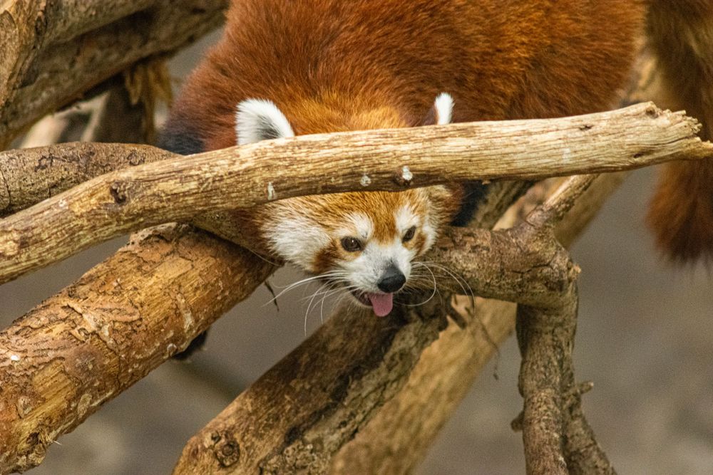 A red panda peeks through tree branches while climbing.
