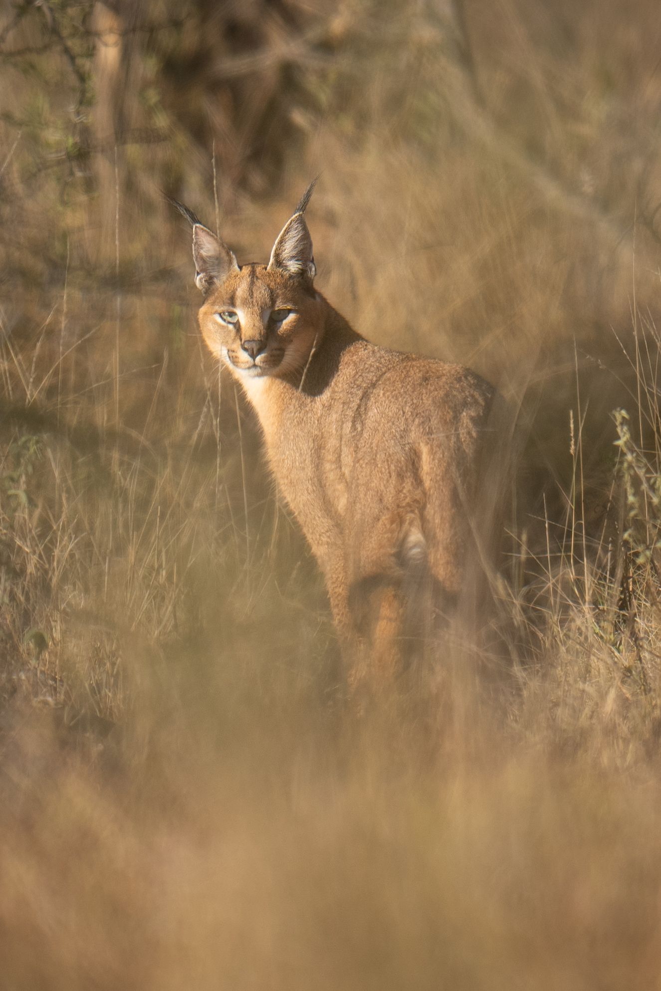 Caracal cat stalking through tall grass in natural habitat.