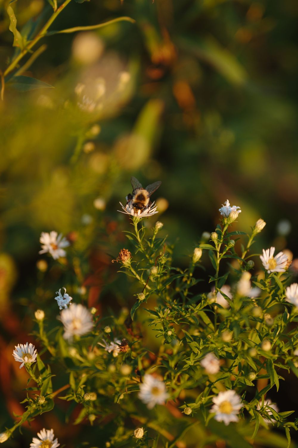 Small white wildflowers blooming in green foliage with a bee collecting nectar in warm sunlight.