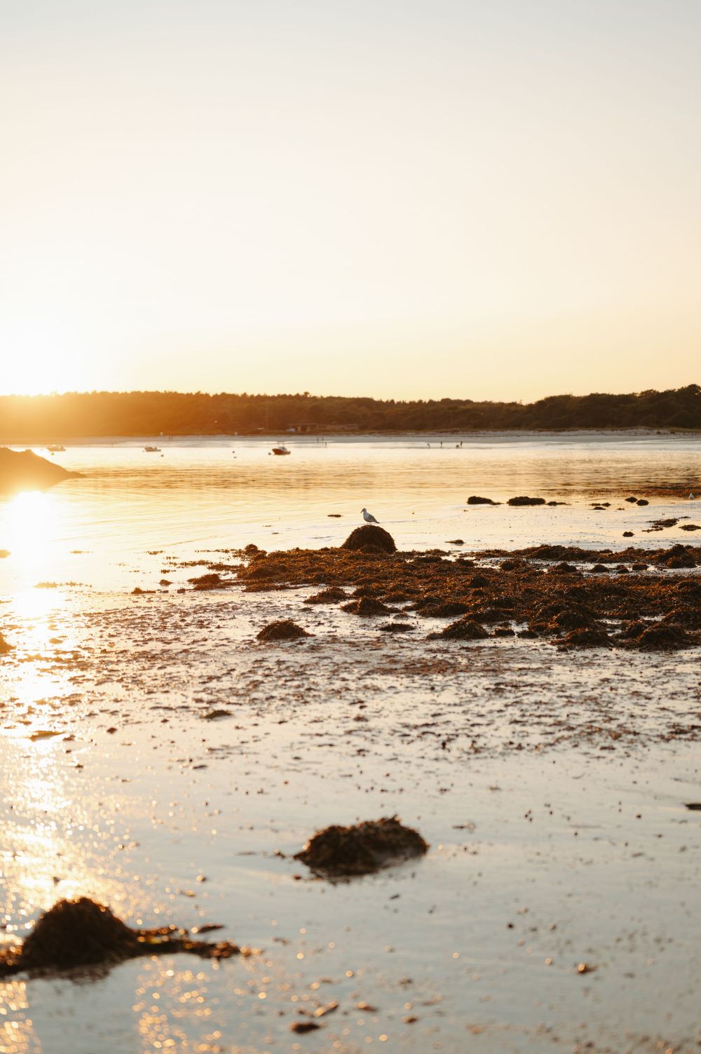 Tranquil sunset over rocky beach with calm waters and silhouetted coastline in distance.