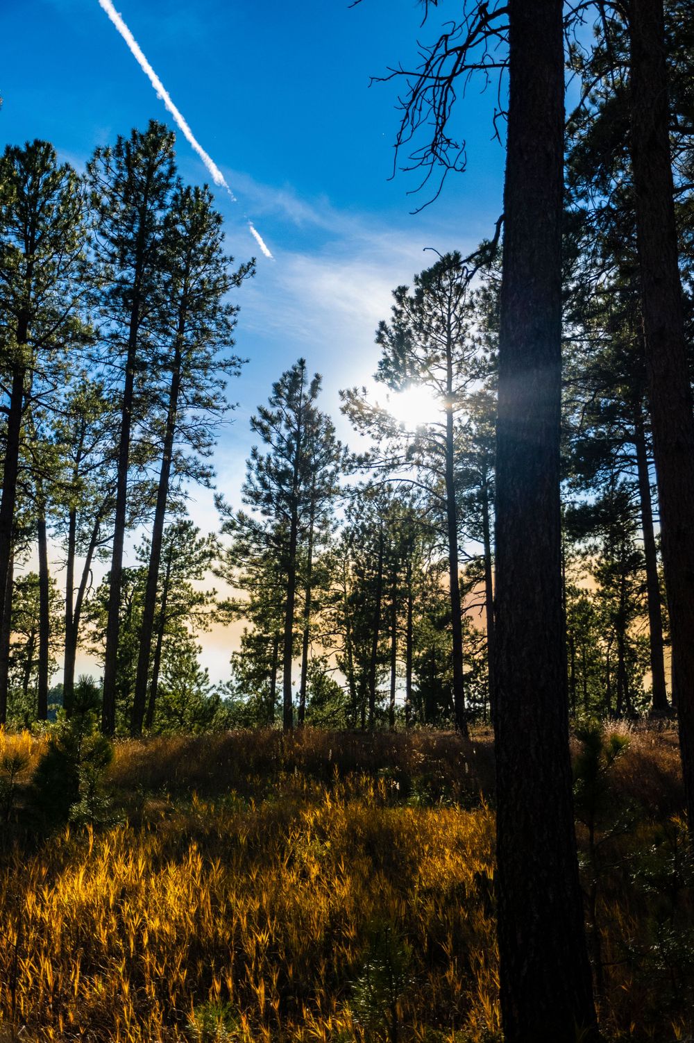 Pine forest silhouetted against bright sunset sky with sunburst streaming through trees.