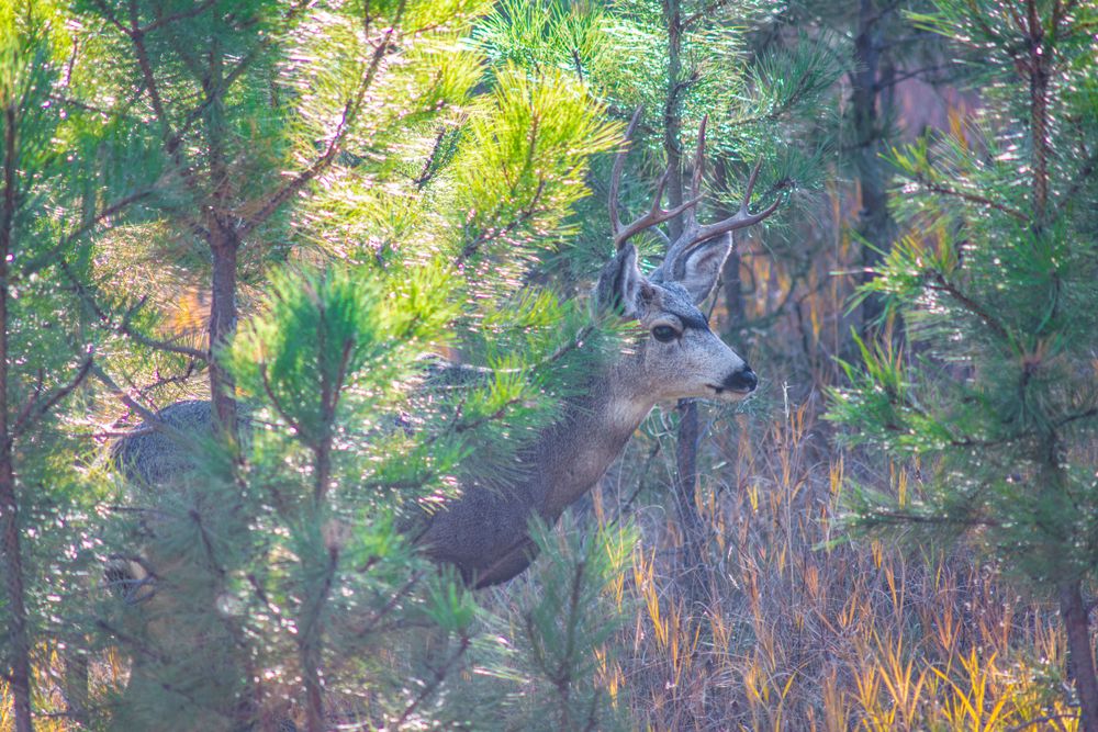 Two deer navigating through dense pine forest in golden afternoon light.