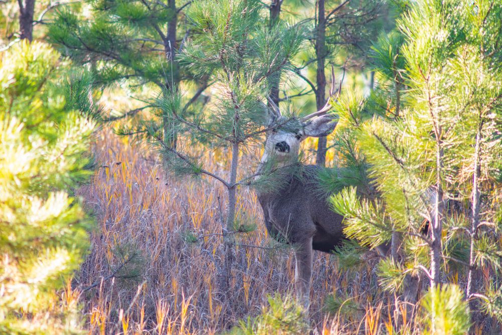 Alert deer standing among pine trees and tall grass in natural habitat.