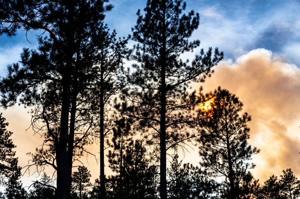 Dark pine tree silhouettes frame orange sunset sky in mountain landscape.