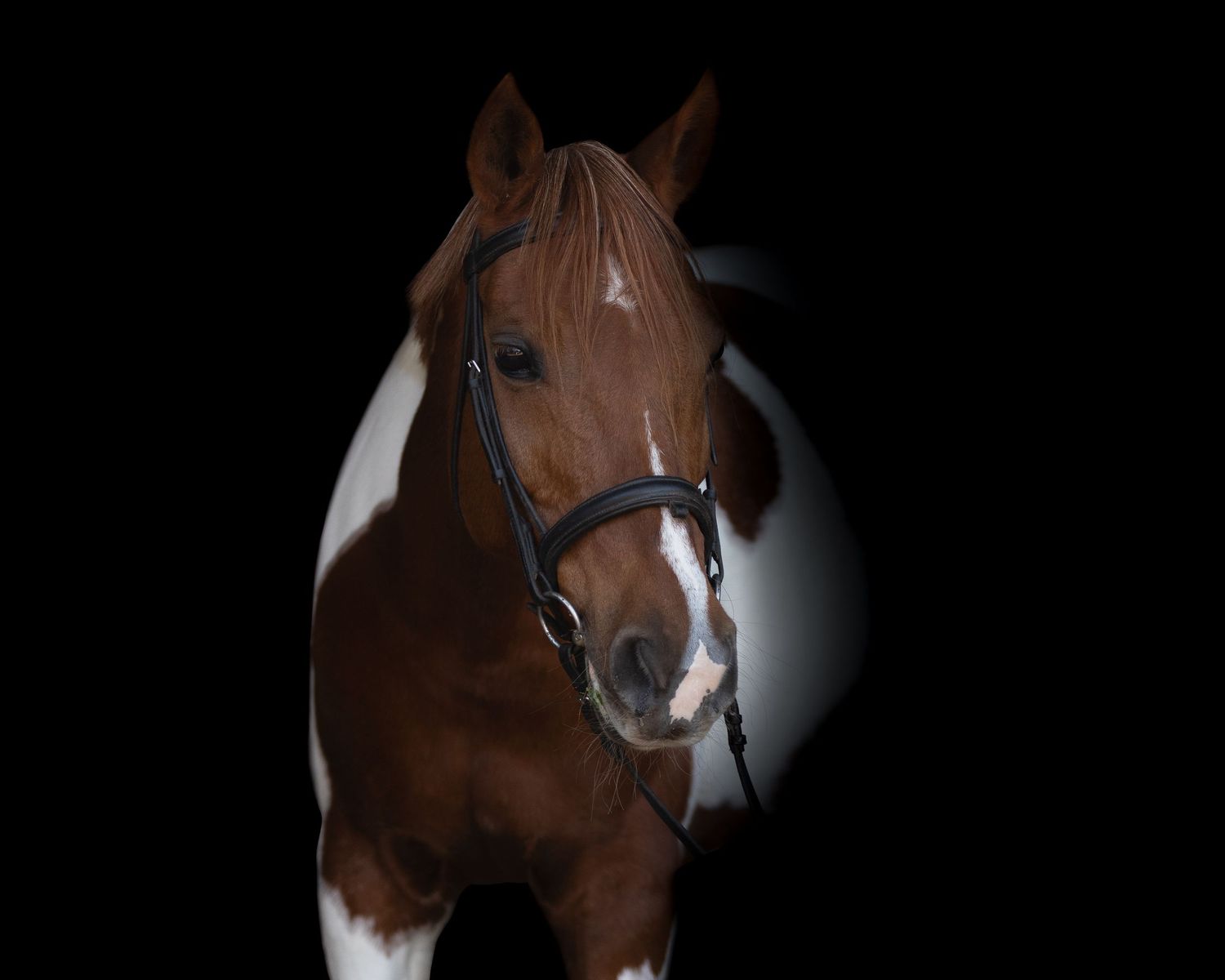 Equestrian photography.