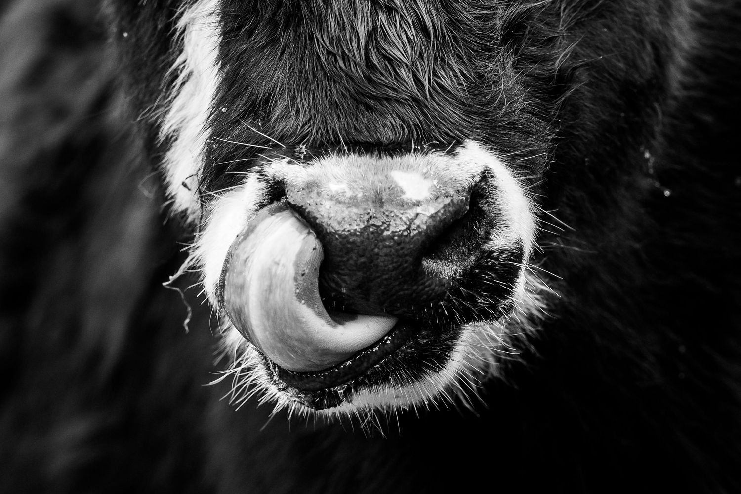 black and white close-up of a cow licking its nose with a long tongue.