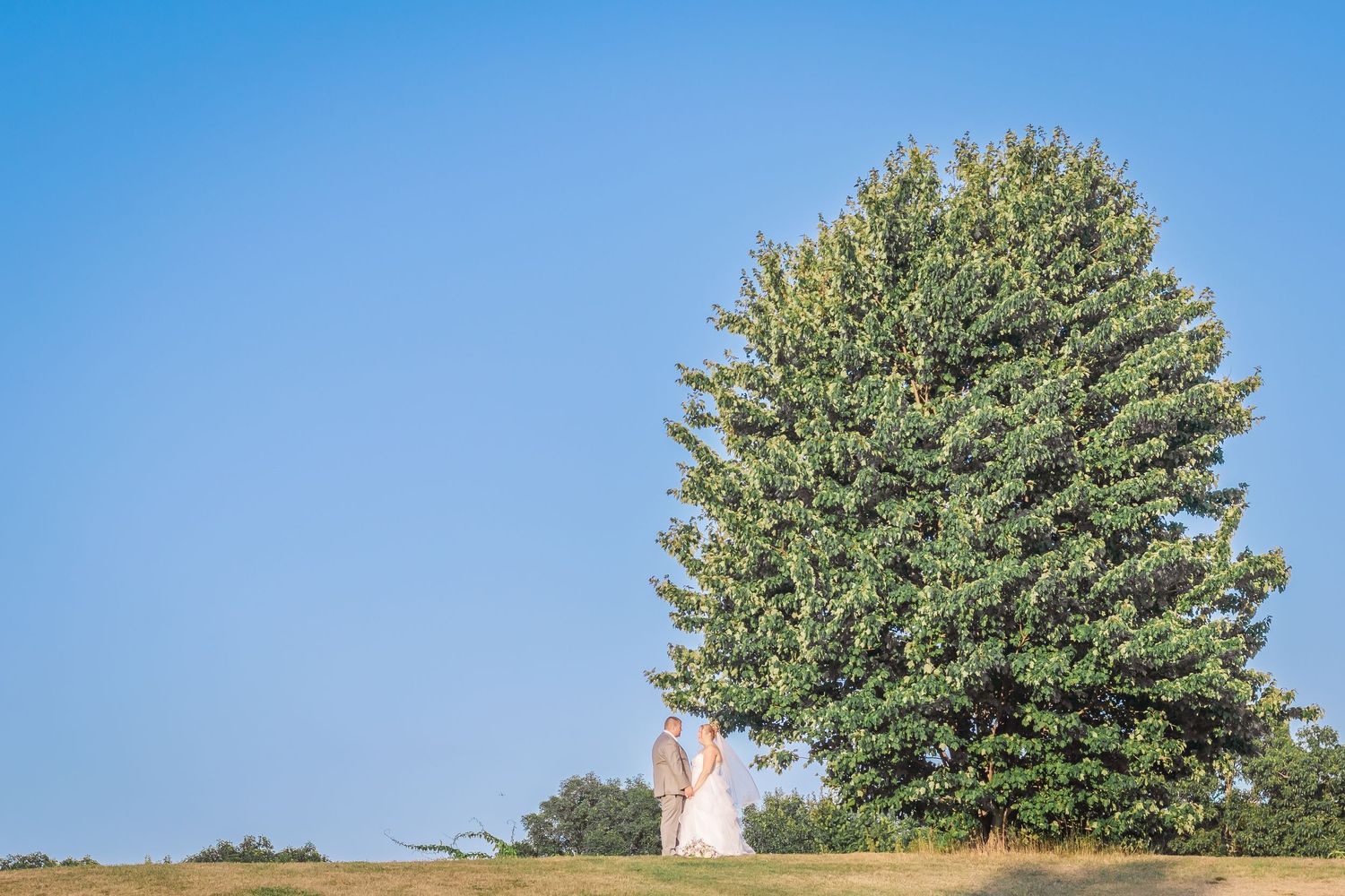 A large evergreen tree stands majestically against a bright blue sky on a grassy hill.
