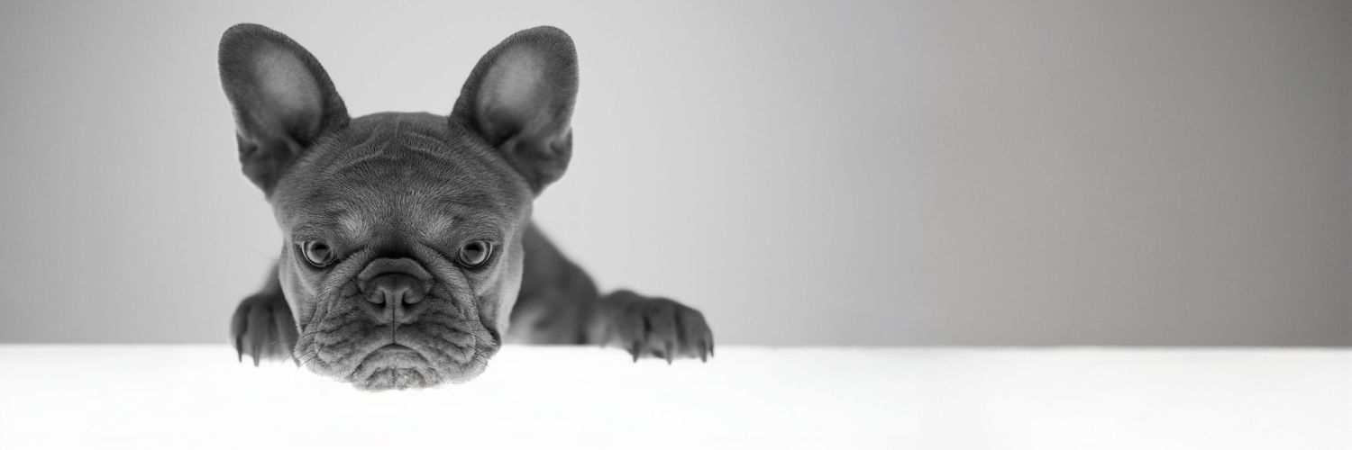 Side profile view of a brown French Bulldog's head against a white background.