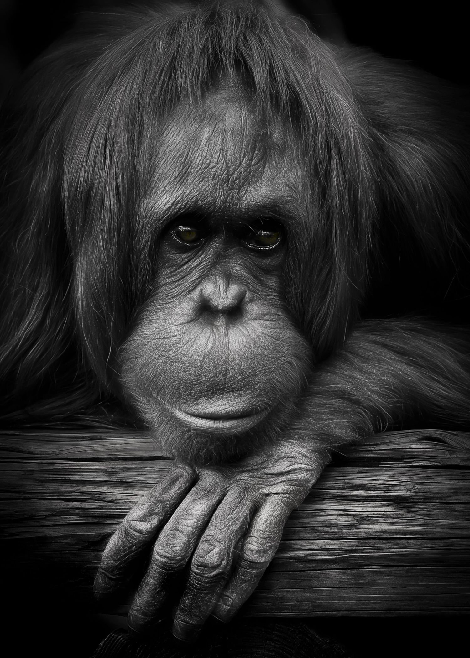 Female Orangutan looking through my lens and into my soul