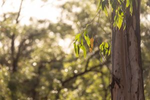 Eucalyptus tree trunk with green leaves against blurred sunlit Australian bush background in soft focus.