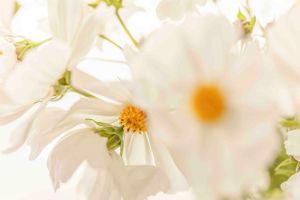 Ethereal macro shot of white cosmos flowers with soft dreamy bokeh.