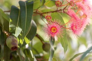 Pink flowering eucalyptus blossoms with delicate stamens against blurred green foliage.