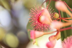 Macro shot of pink eucalyptus flower showing detailed spiky stamens and natural bokeh.