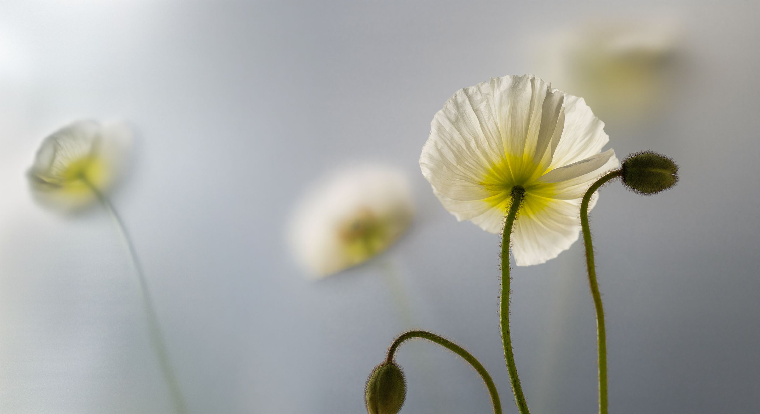 Delicate white poppy flowers with yellow centers on slender green stems against a soft gray background.