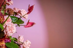 Pink carnations and red anthurium flowers arranged against a soft pink gradient background in romantic lighting.