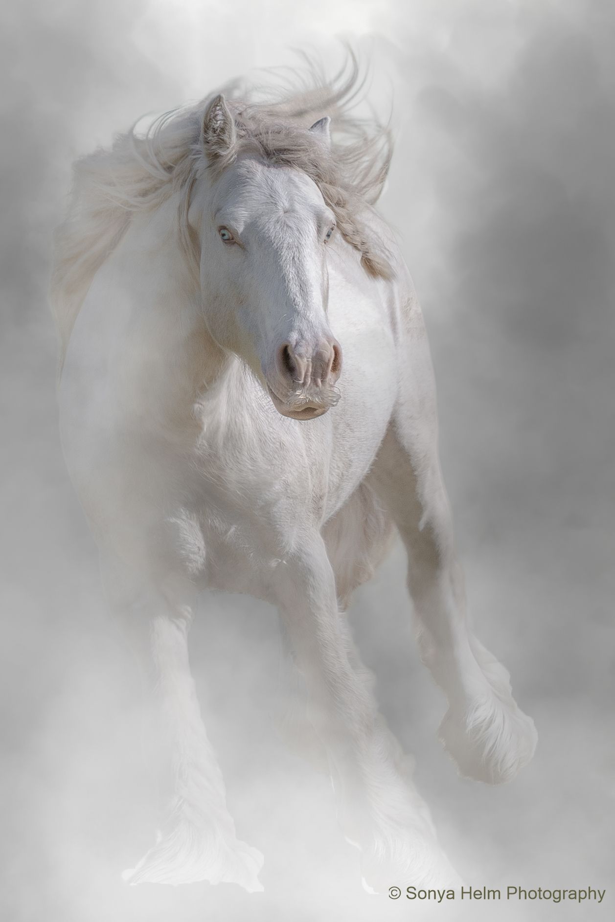 Majestic dapple grey horse with muscular build photographed against dark background.