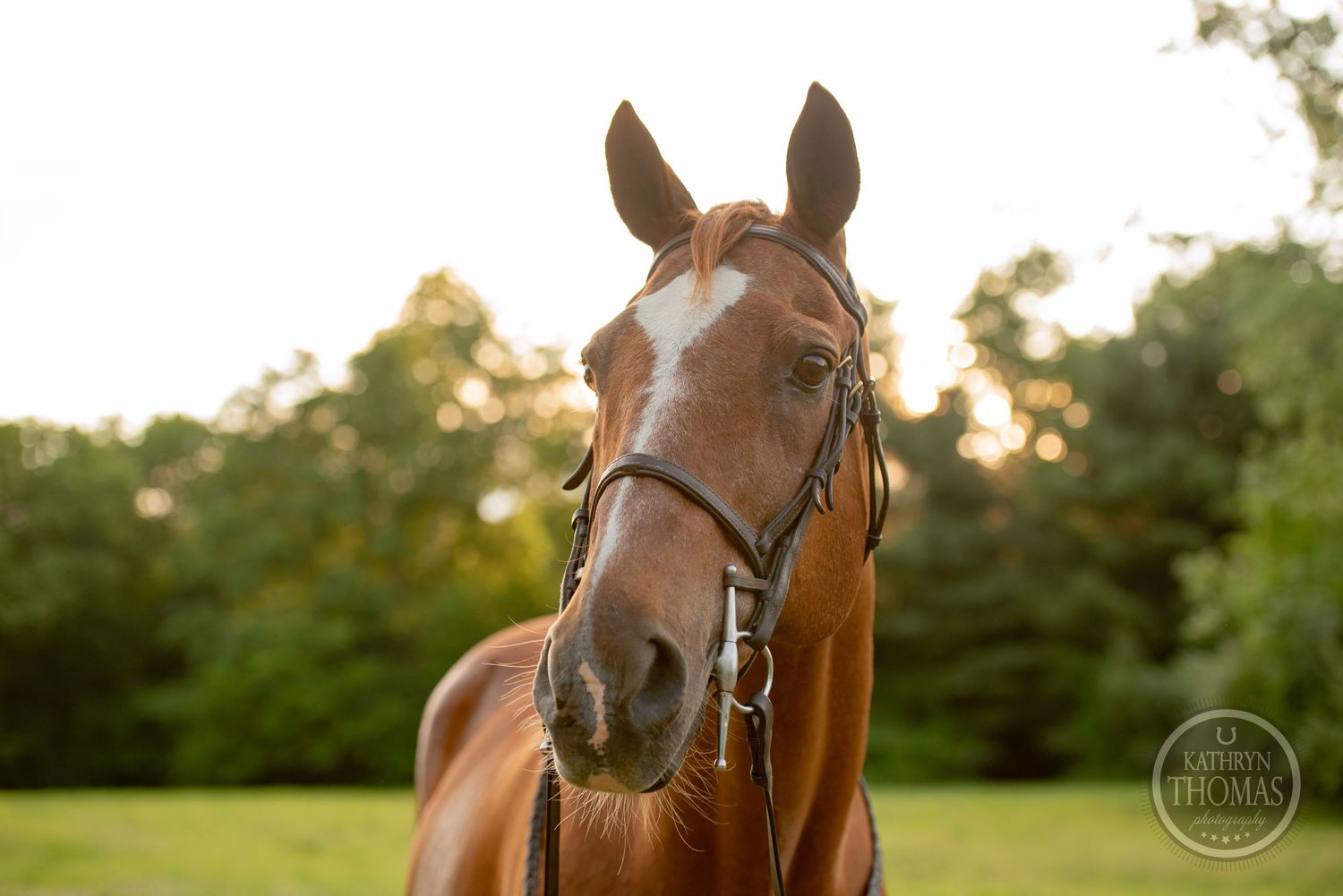 Close up portrait of a chestnut horse wearing a leather bridle at sunset.