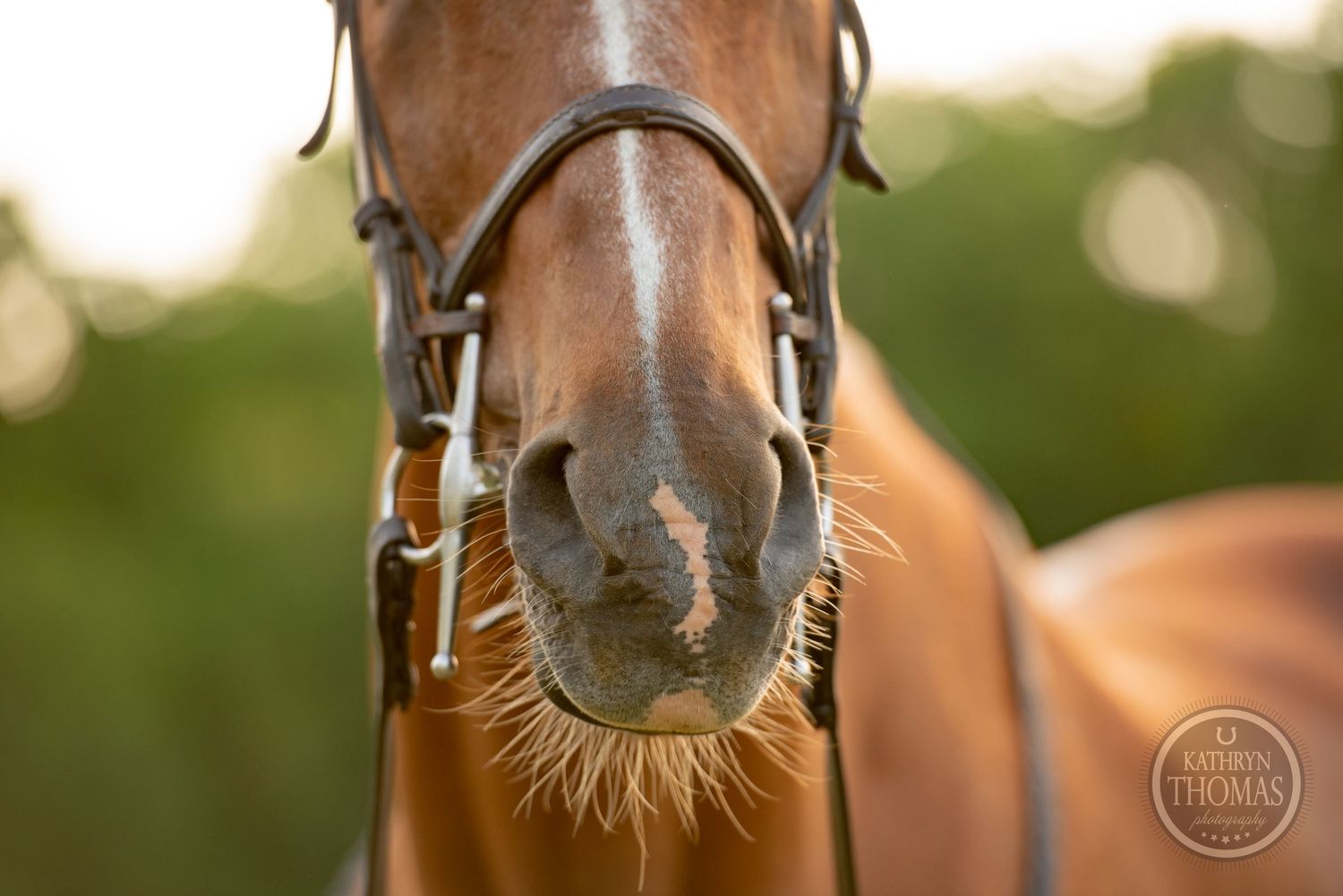 Close-up macro shot of a chestnut horse's nose and whiskers with bridle detail.