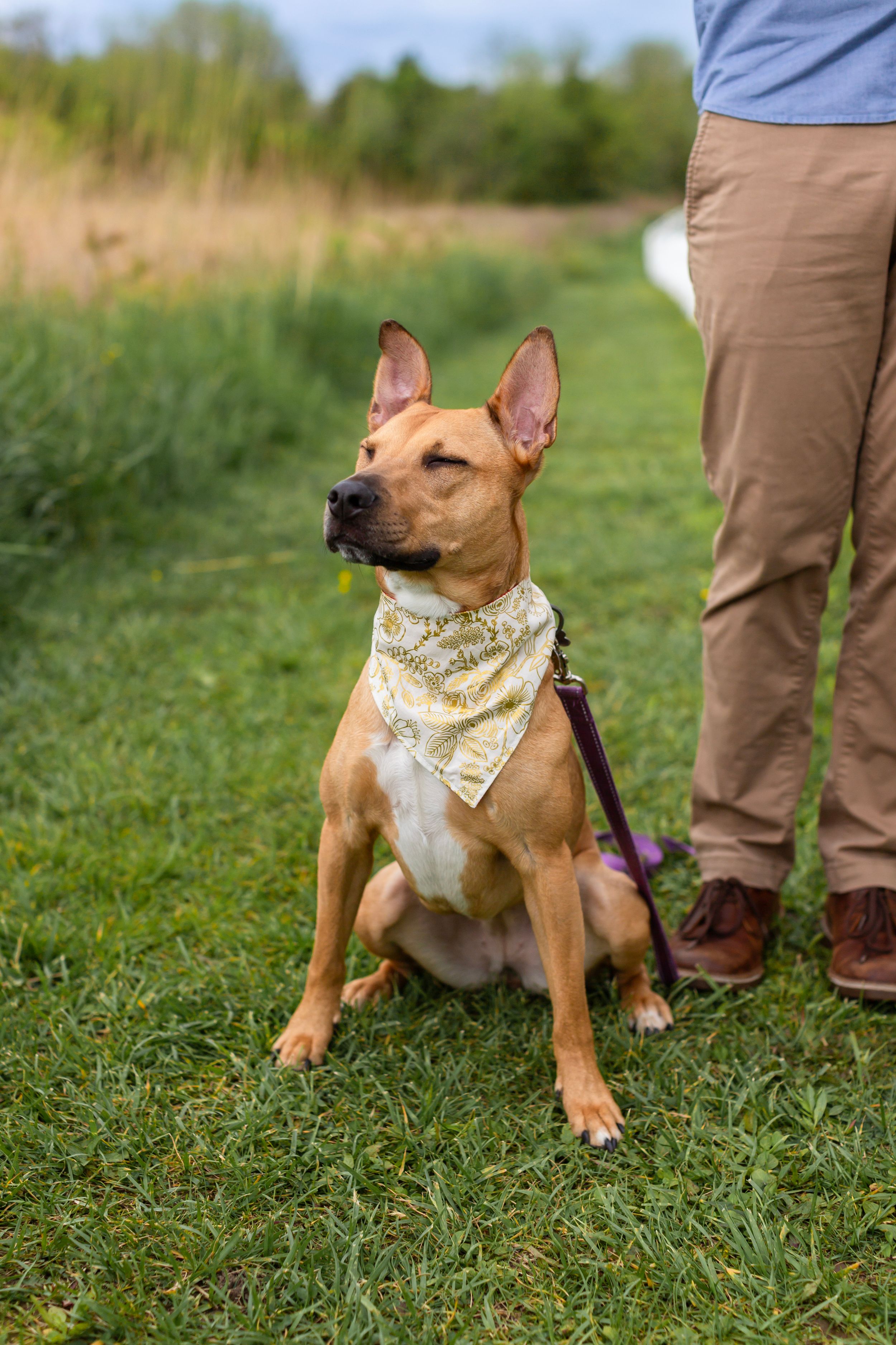 Brown pit bull mix dog wearing a bandana sits attentively on green grass while on leash.