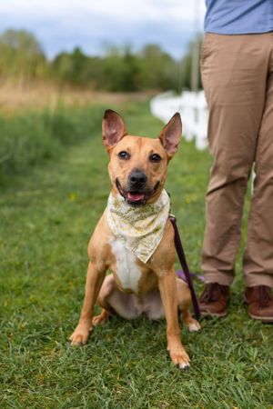 Friendly brown dog wearing bandana poses on grassy field with person standing nearby.