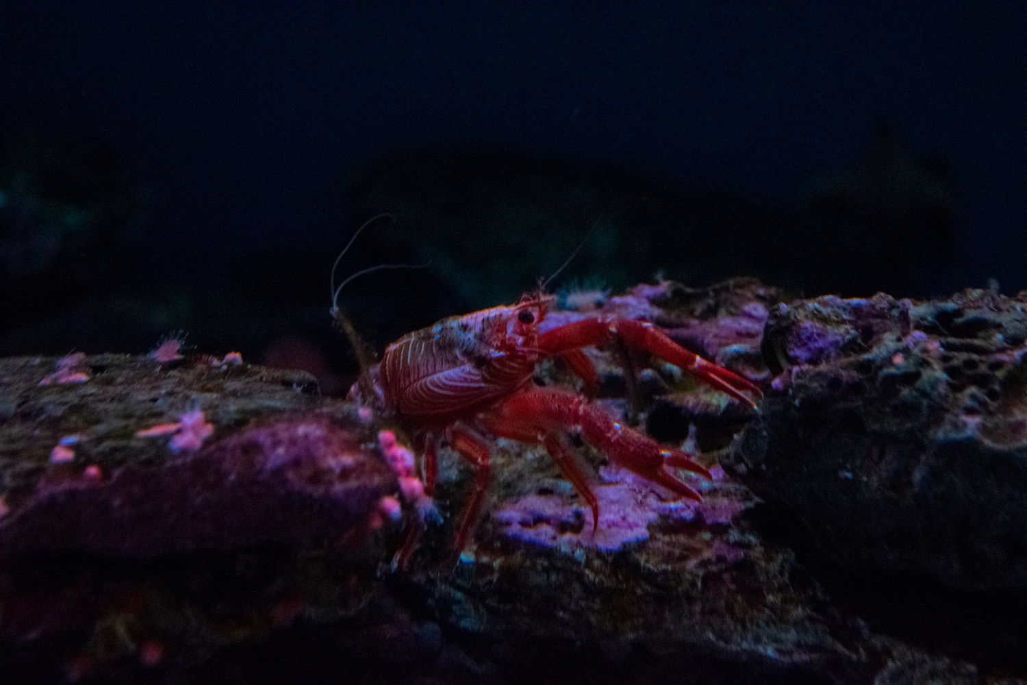 Red crab perched on dark rocky surface in deep sea environment.