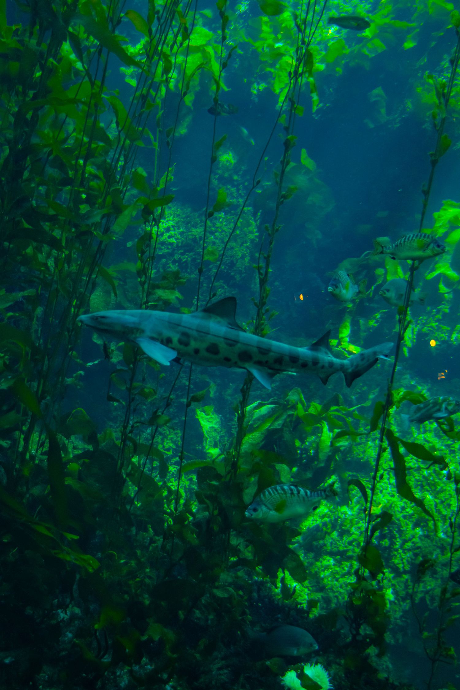 Leopard shark swimming through dense kelp forest illuminated by green-tinted sunlight.