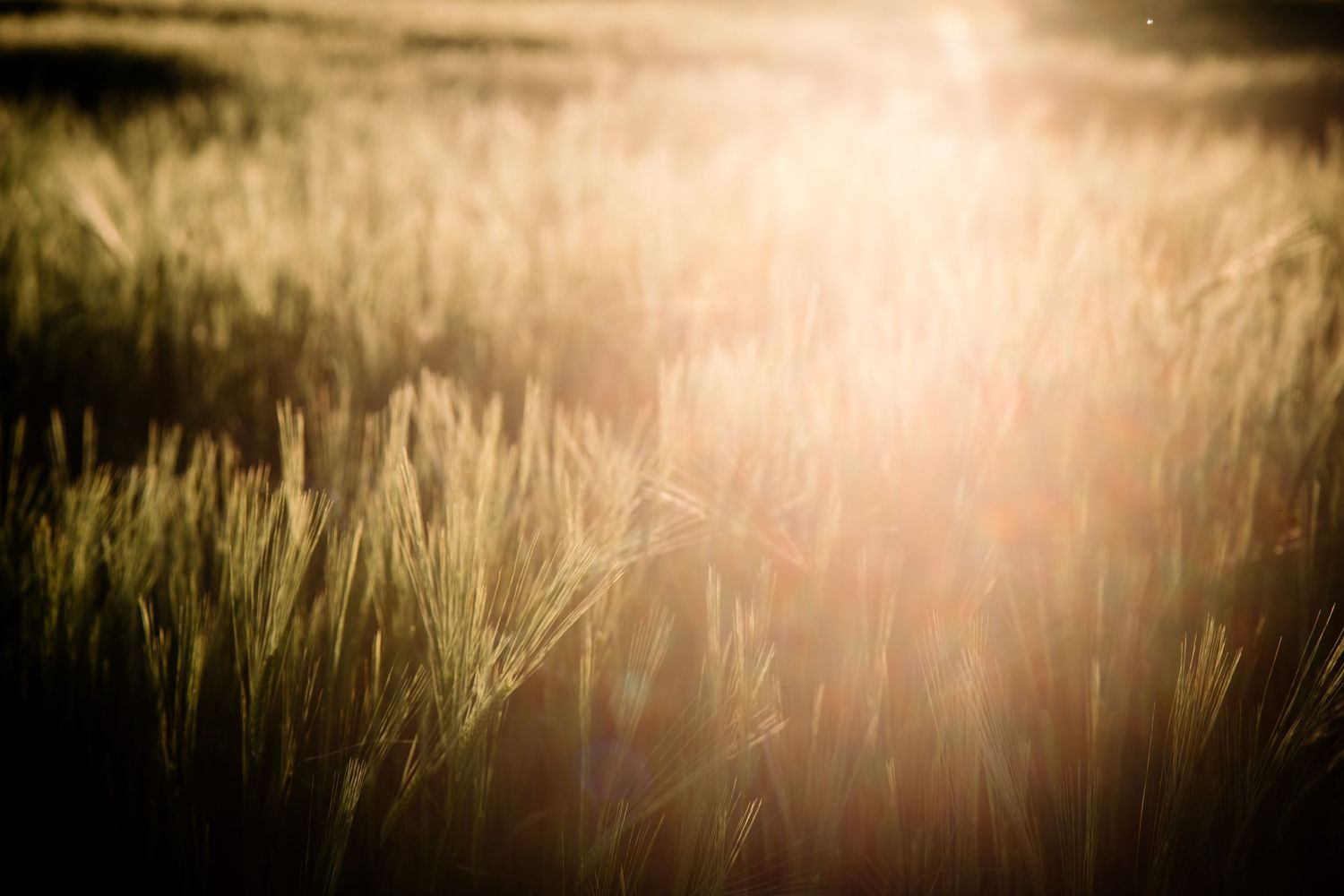 Golden sunlight filters through tall wheat stalks in a dreamy field at sunset.