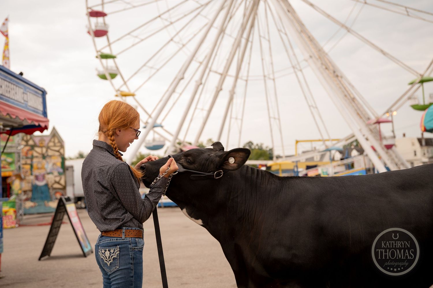 A black and white dairy cow gets attention from handler at county fair with ferris wheel in background.