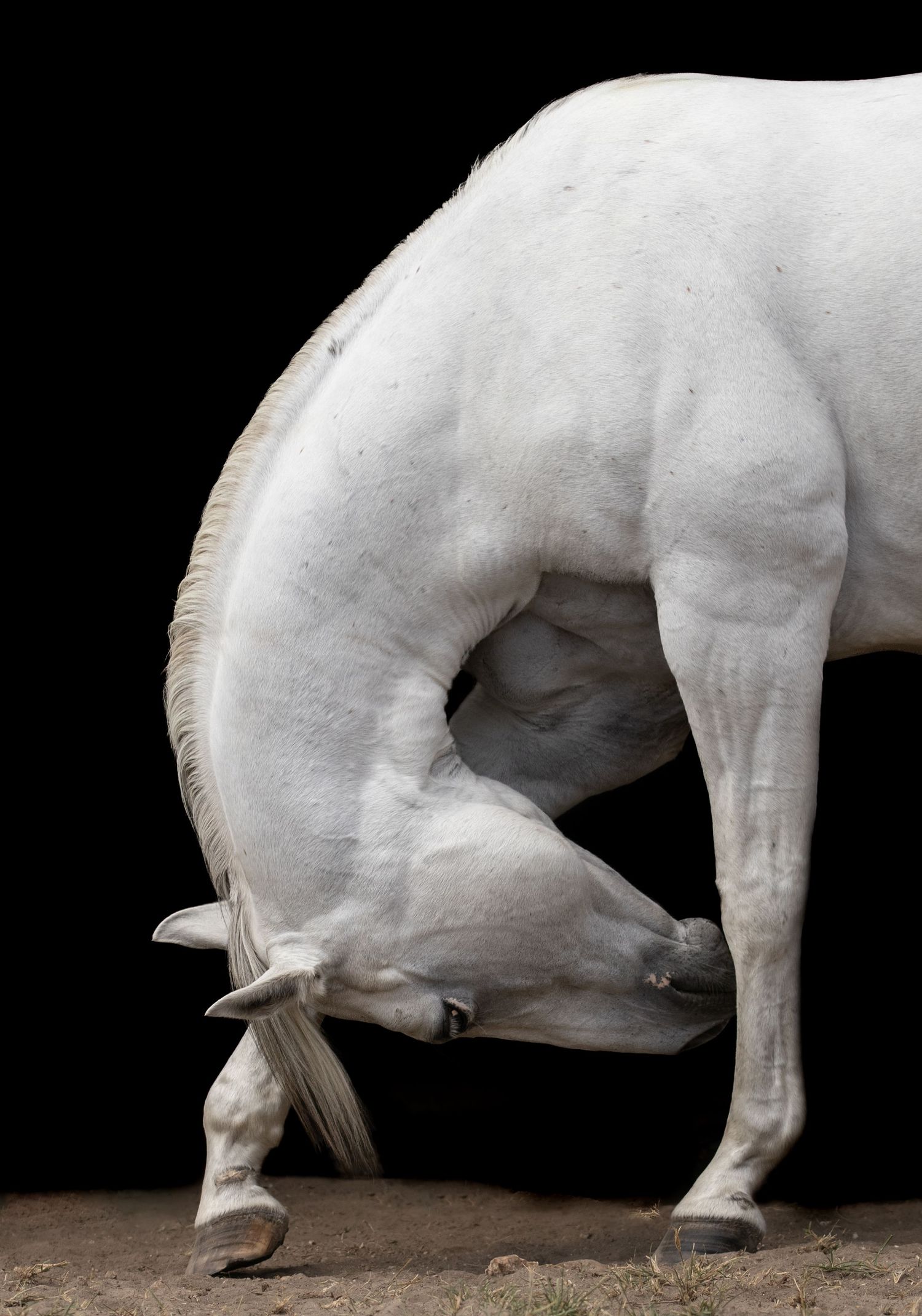 A white horse bends down to scratch bows on a dark background.