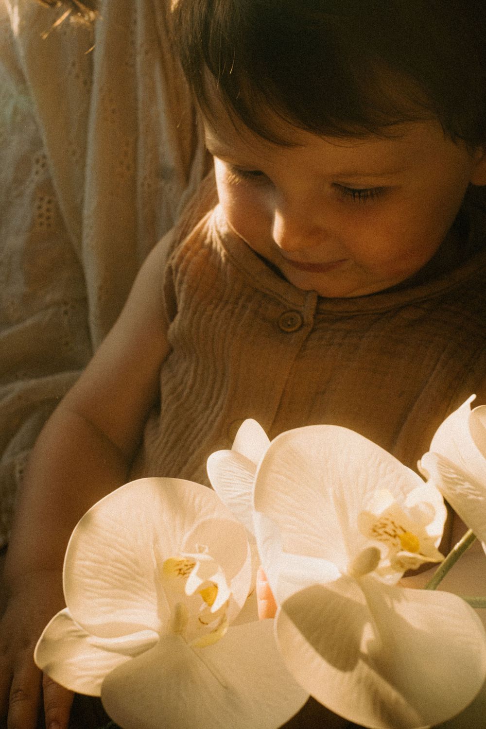 Delicate white orchids glow in warm light creating a peaceful, dreamy atmosphere.