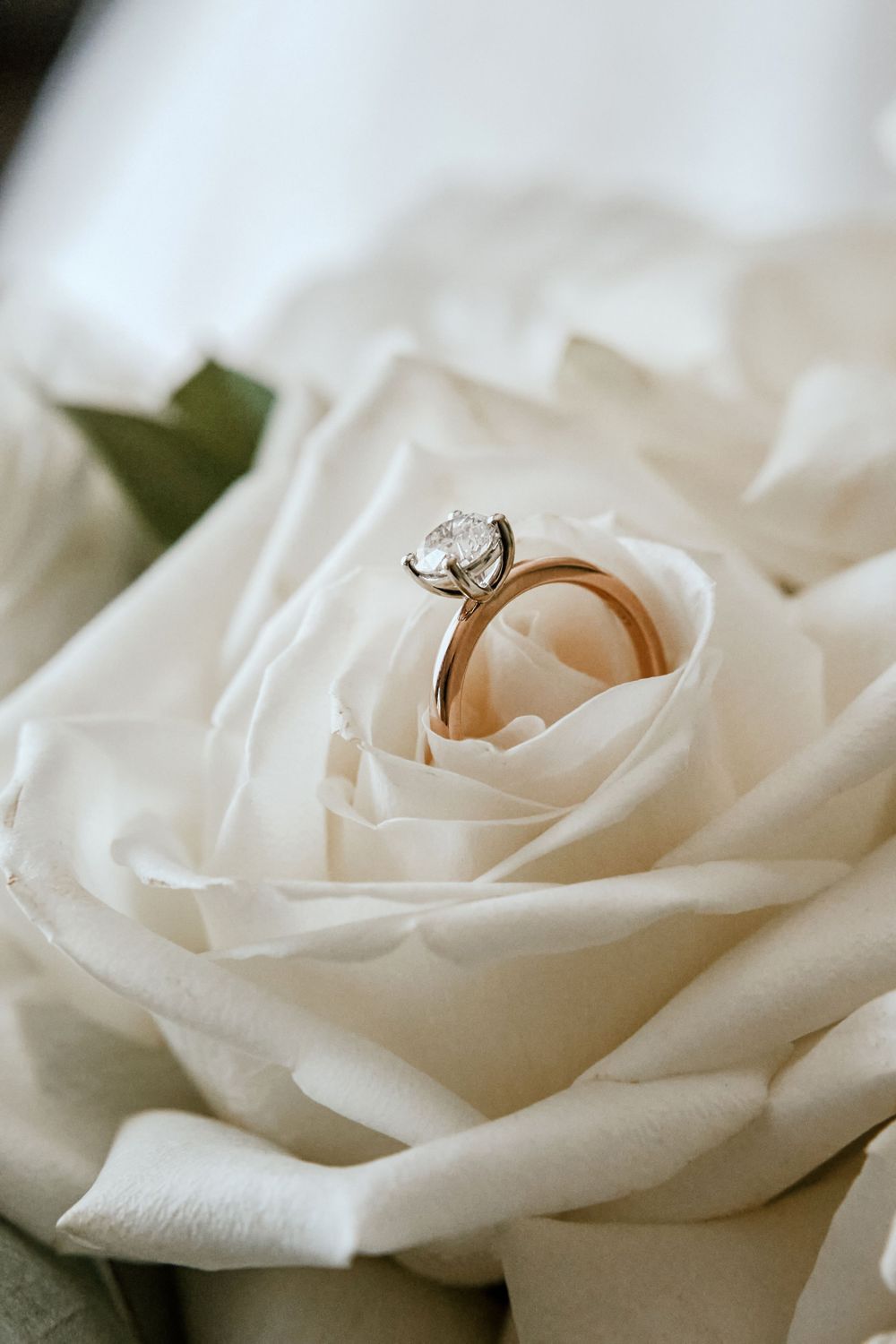 Elegant diamond engagement ring nestled in white rose petals.