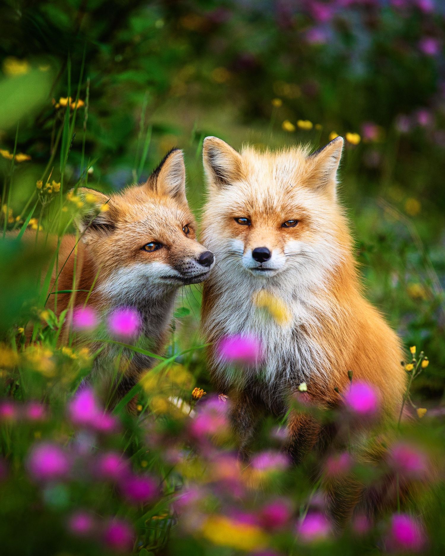 Two red foxes nuzzling in a colorful wildflower meadow with purple and yellow blooms.