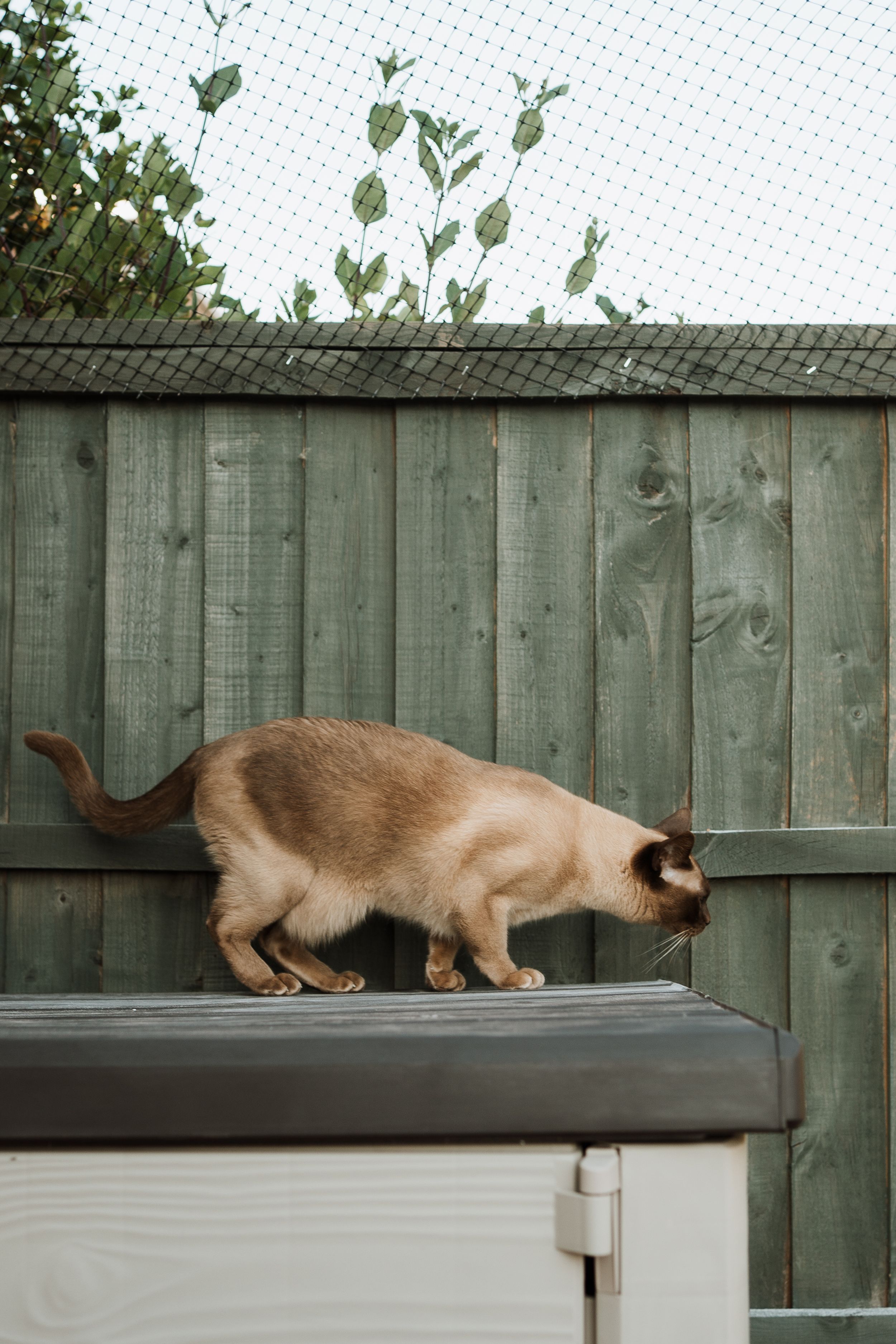 A Siamese cat explores along a grey wooden fence in an outdoor setting
