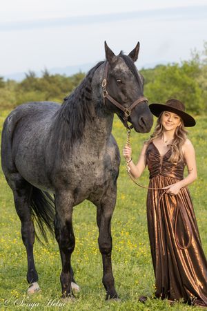 Majestic grey horse stands with person in brown formal dress in sunny meadow.