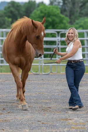 Chestnut horse follows handler in jeans across gravel paddock.
