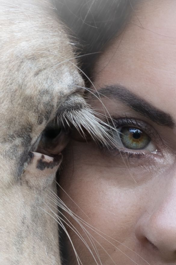 A series of cropped eye images shows alternating close-up views of a human eye and a cat's amber-colored eye.